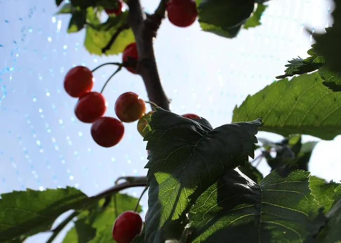 布拉特兰露营地旅馆 * 卑爾根